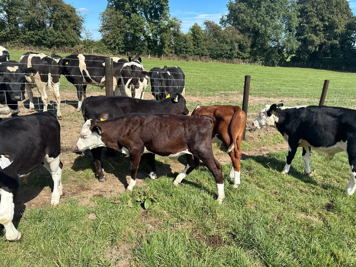 10 super Hereford bull weanlings - Image 4
