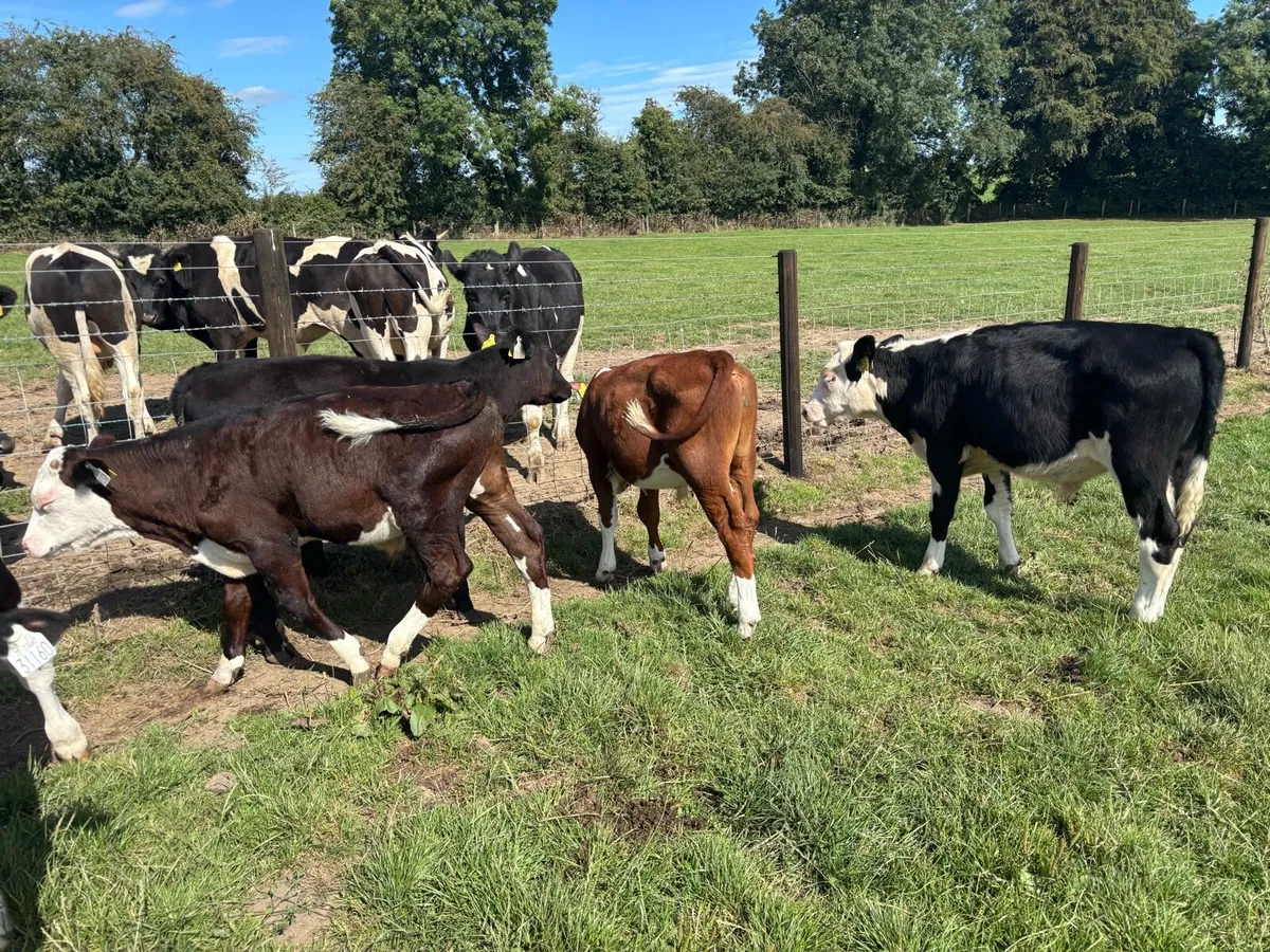 10 super Hereford bull weanlings - Image 1