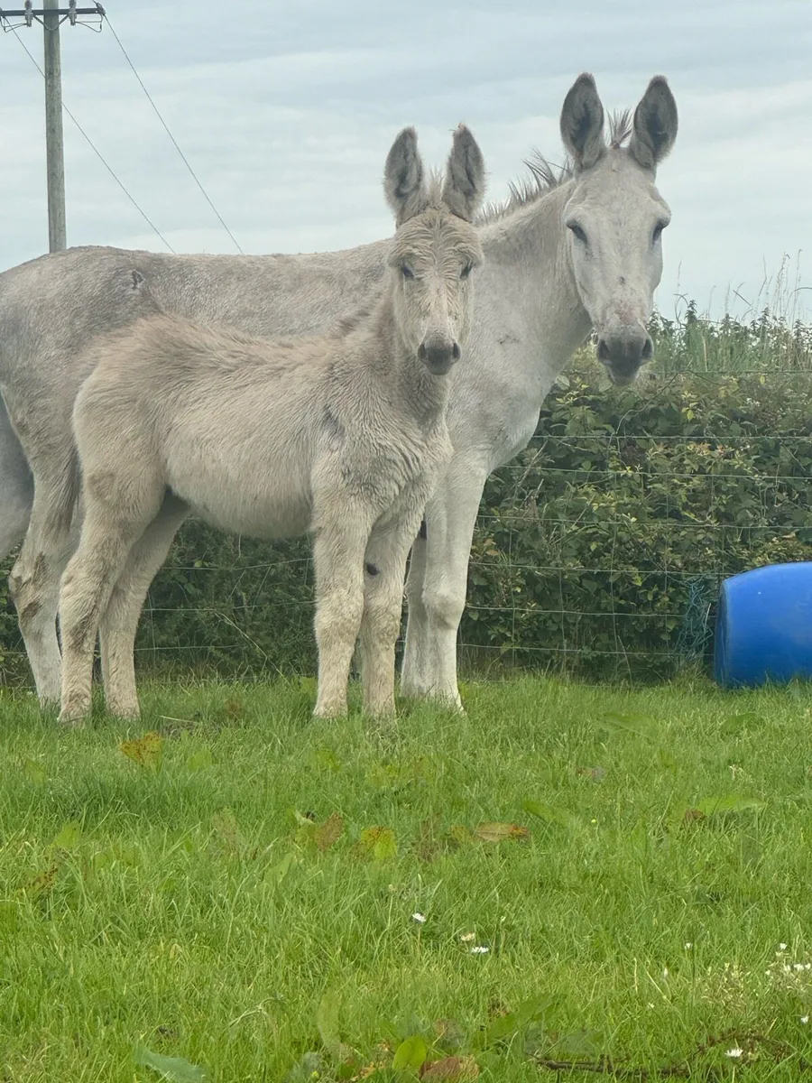 Male, Female and Jack Foal - Image 1