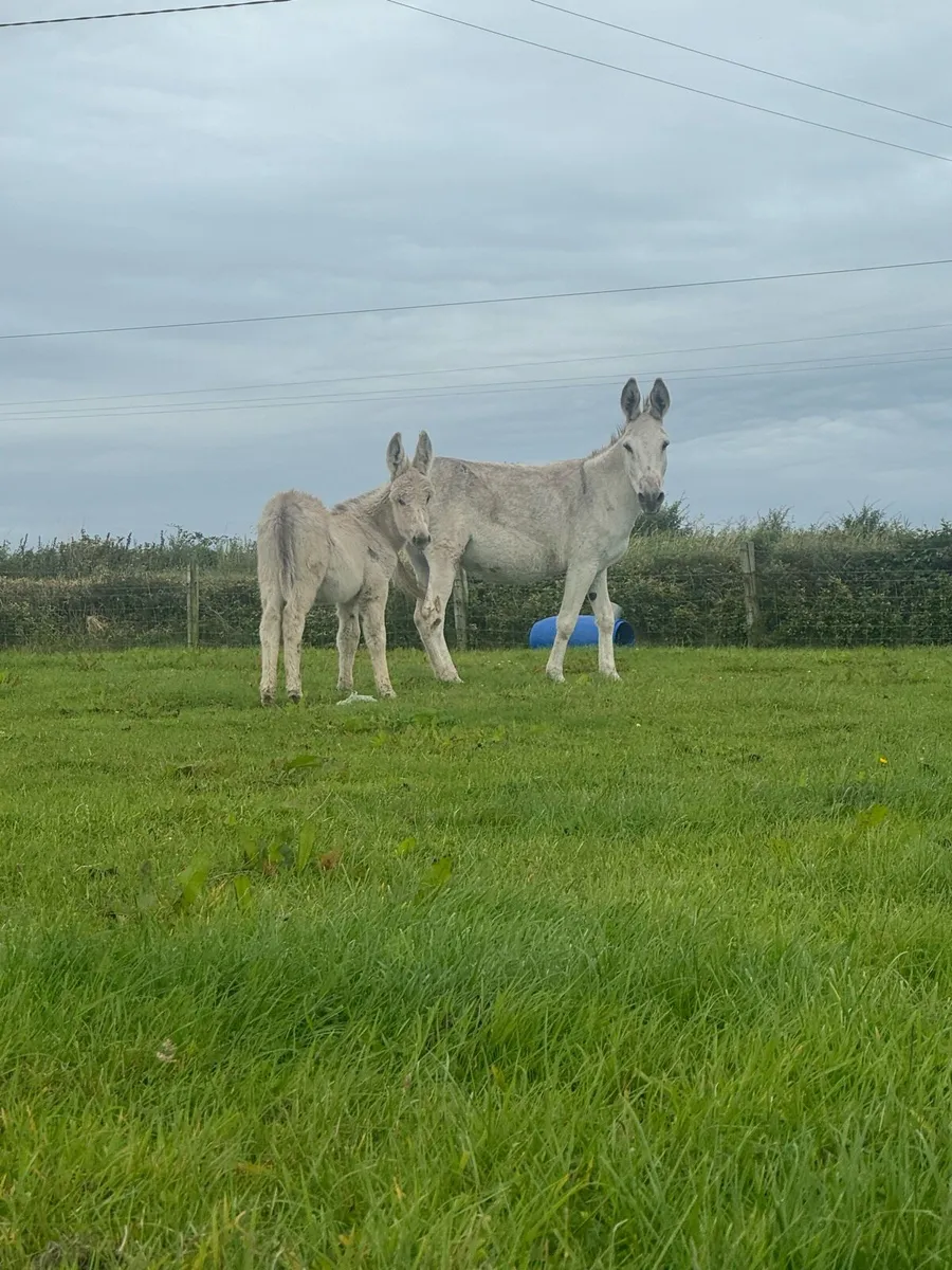 Male, Female and Jack Foal - Image 3