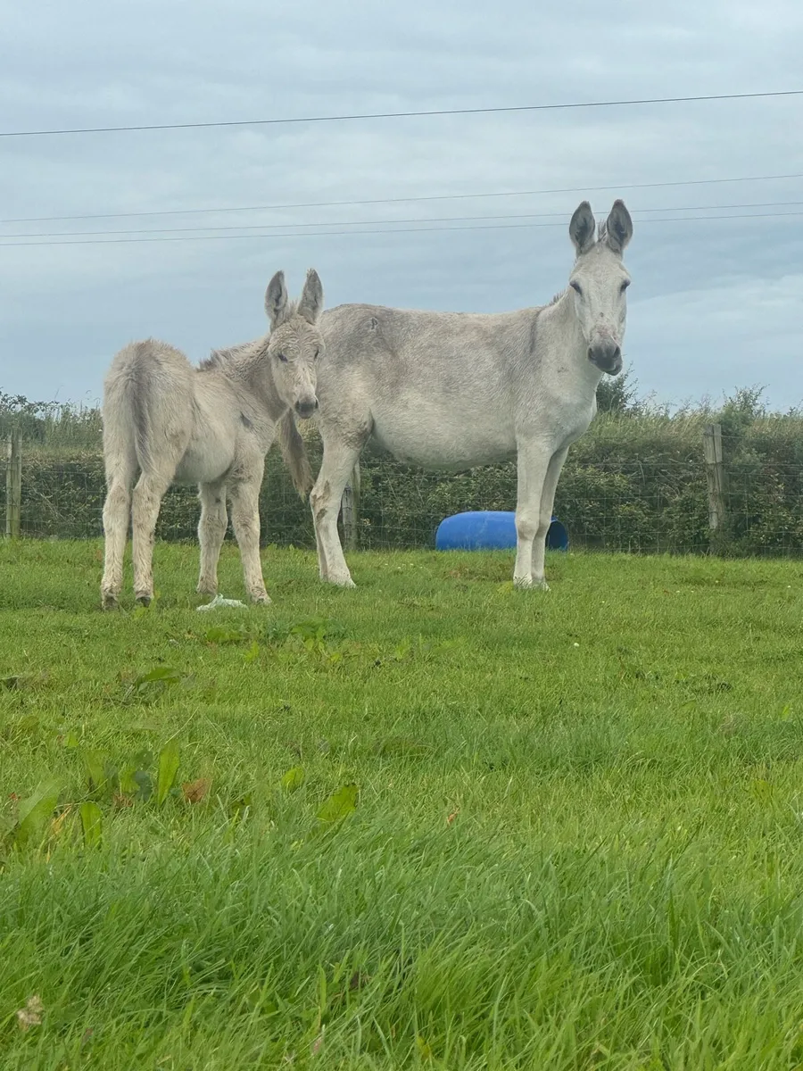 Male, Female and Jack Foal - Image 2