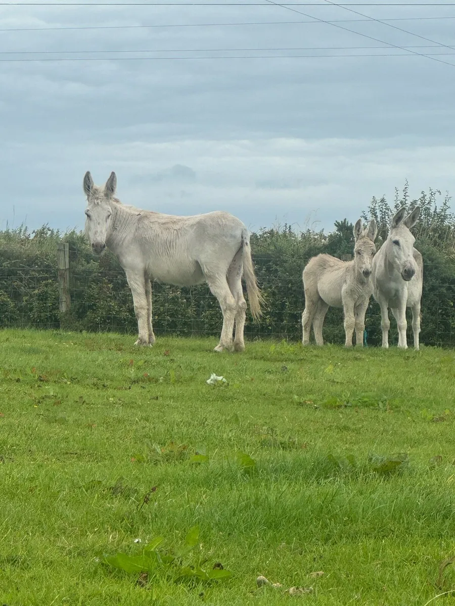 Male, Female and Jack Foal - Image 4