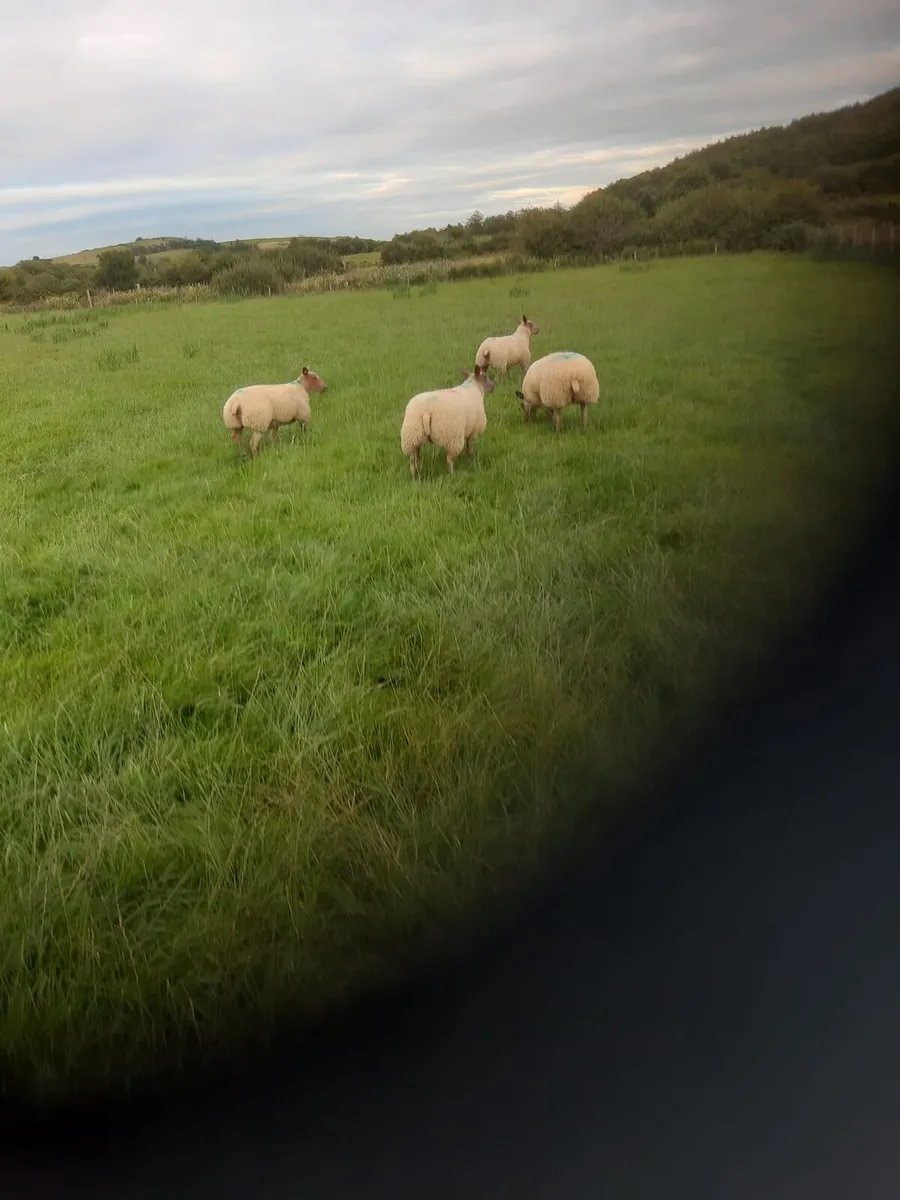 Pedigree Rouge ram and ewe lambs - Image 1