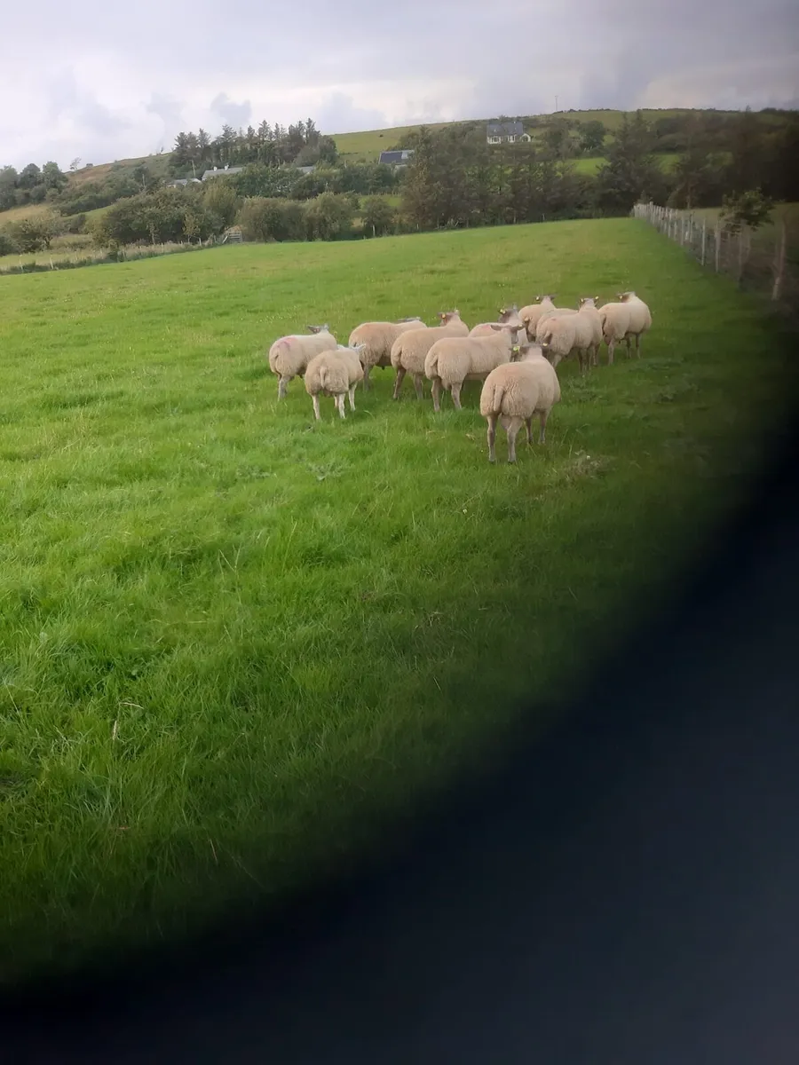 Pedigree Rouge ram and ewe lambs - Image 2