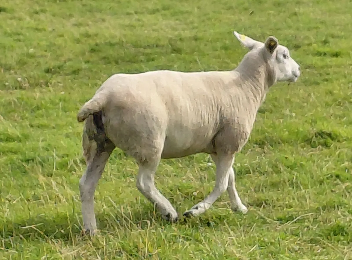 6 Texel X Hoggets & Ewes - Image 1