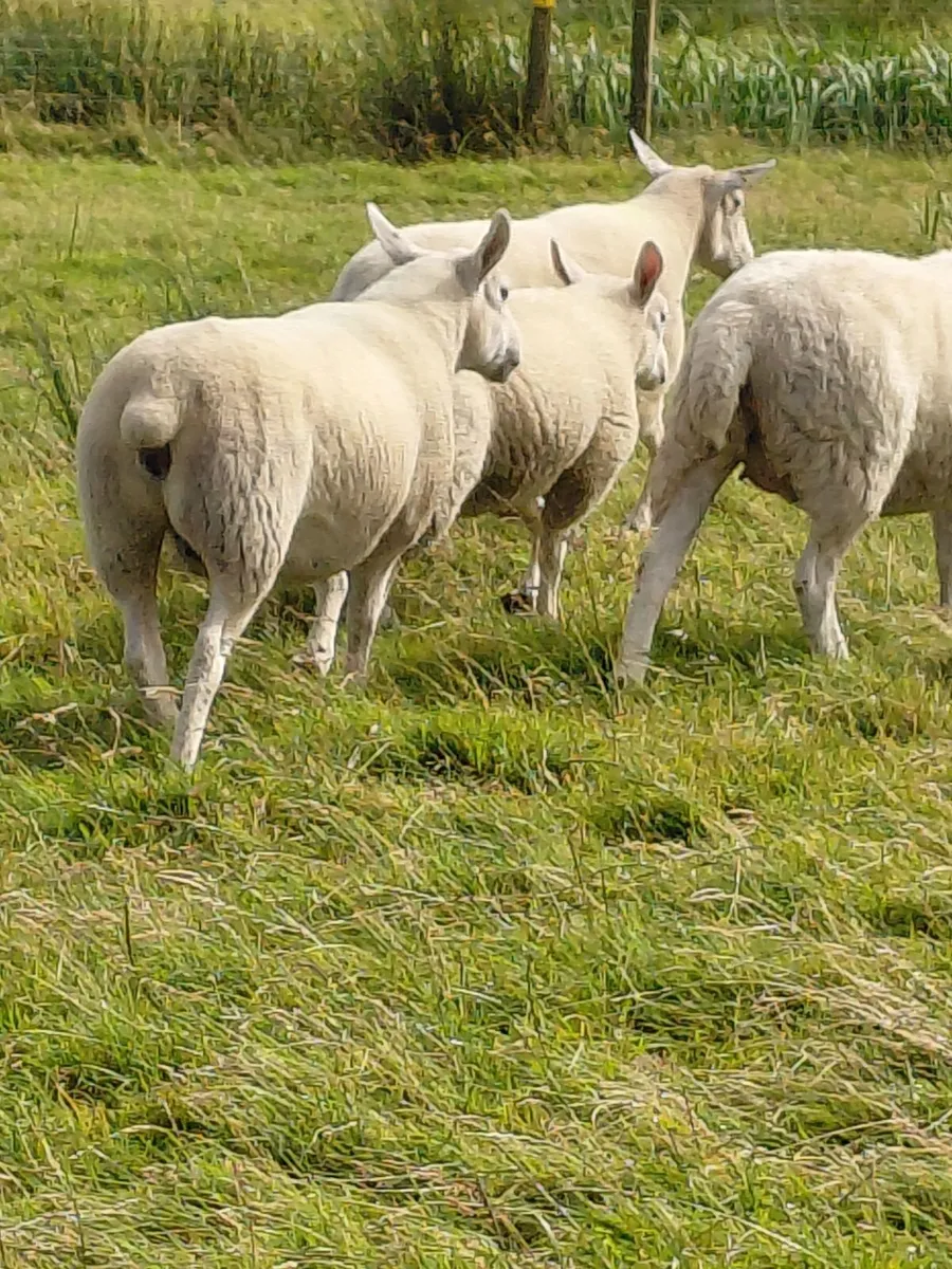 6 Texel X Hoggets & Ewes - Image 4