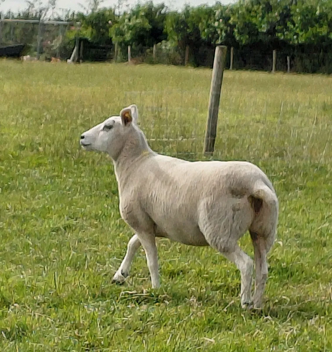 6 Texel X Hoggets & Ewes - Image 2