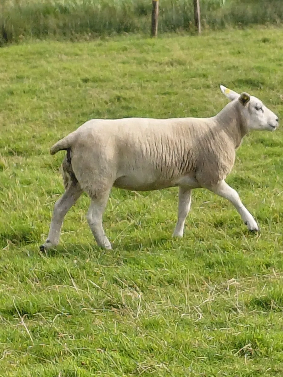 6 Texel X Hoggets & Ewes - Image 3