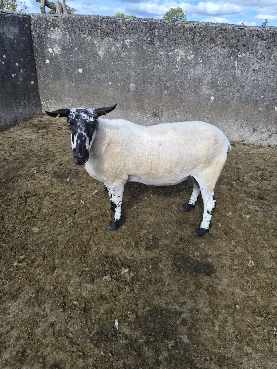 Purebred non registered Milford Ram - Image 1