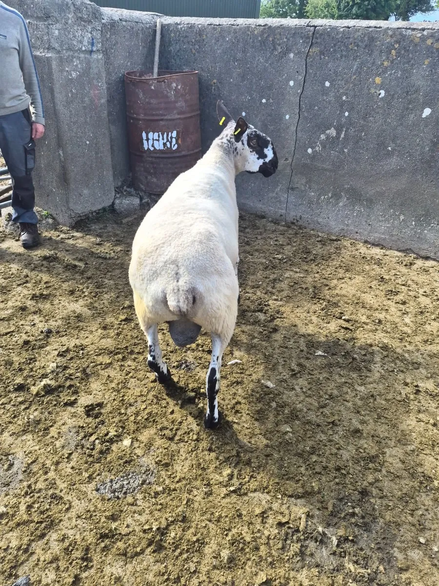 Purebred non registered Milford Ram - Image 3