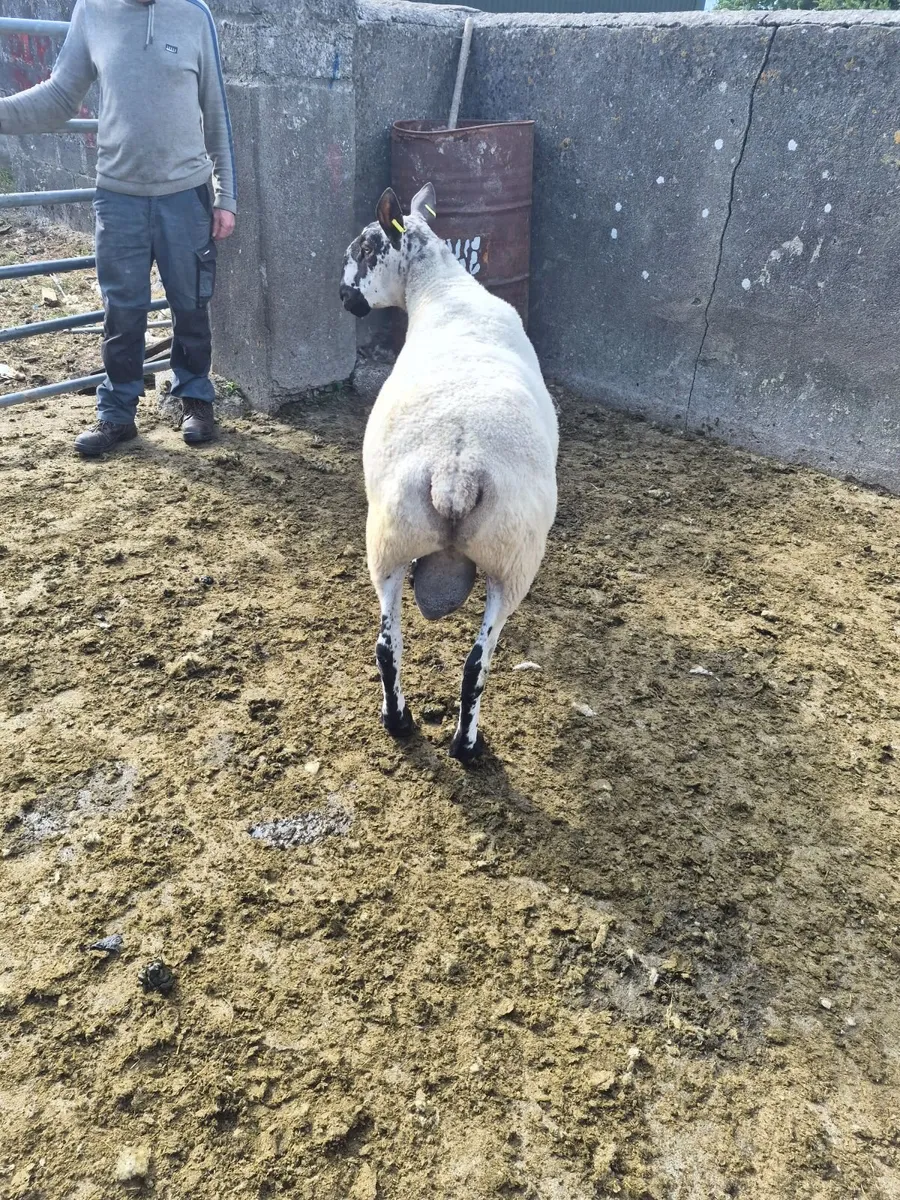 Purebred non registered Milford Ram - Image 2