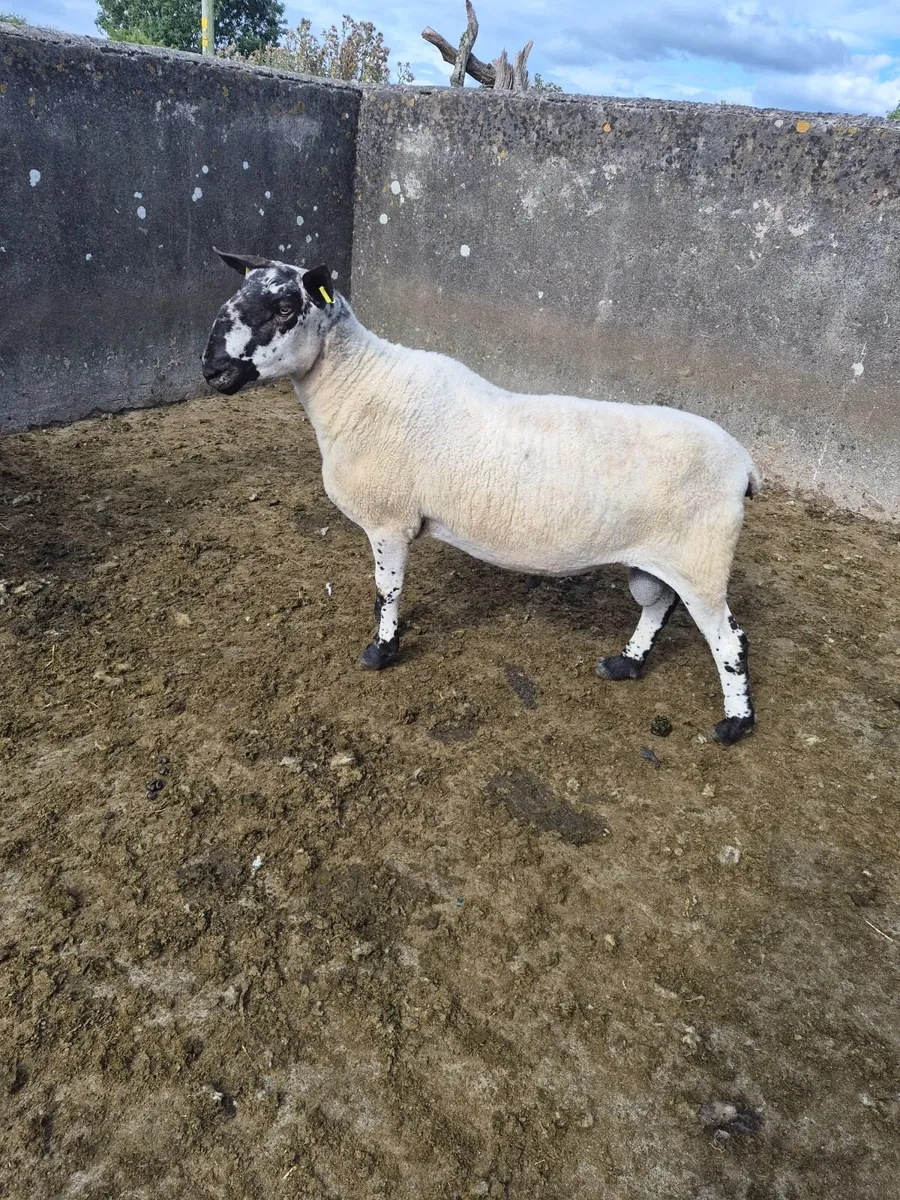 Purebred non registered Milford Ram - Image 4