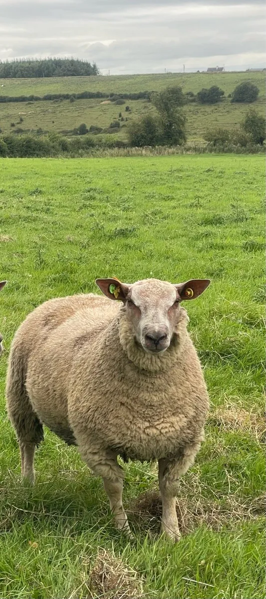 Pbr Charollais Ram lambs - Image 2