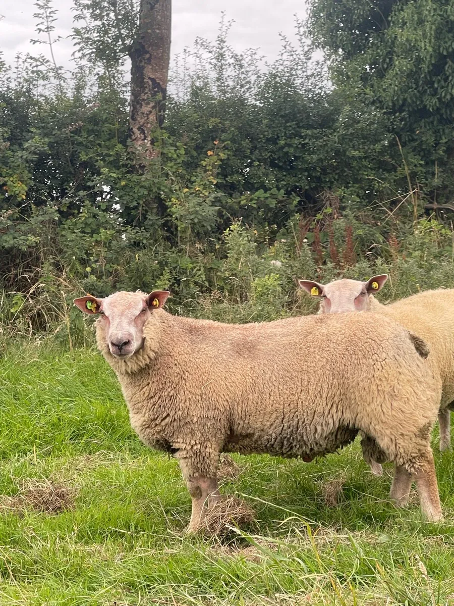 Pbr Charollais Ram lambs - Image 1
