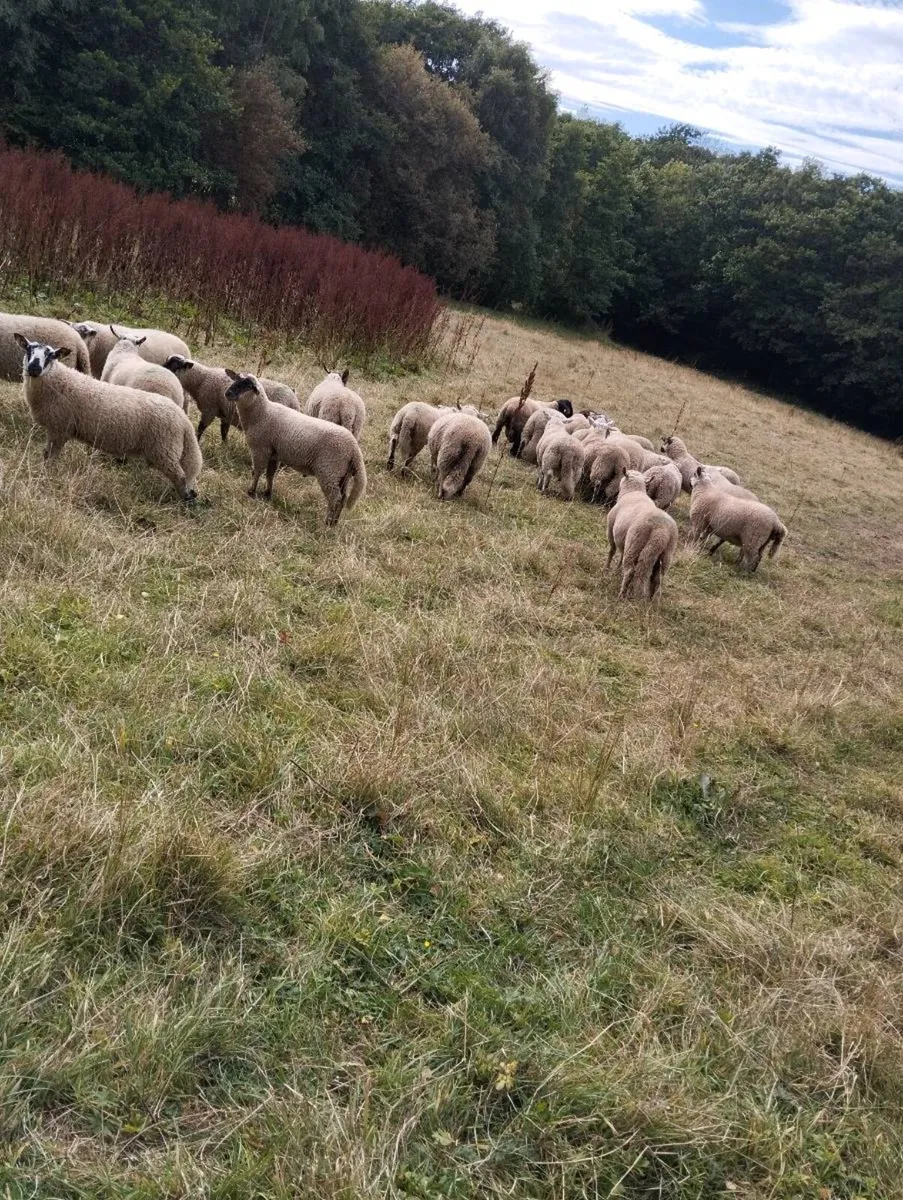 Lambs - Image 1