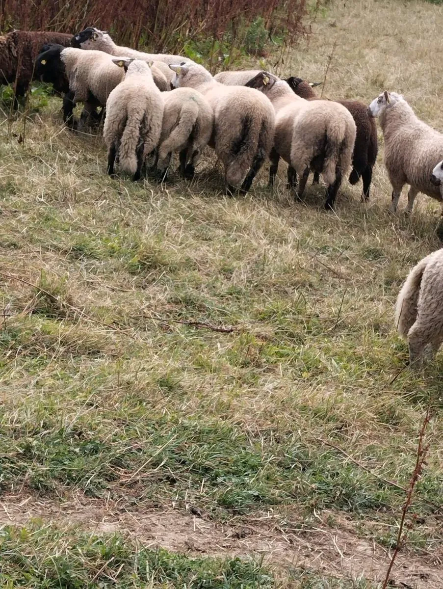 Lambs - Image 2