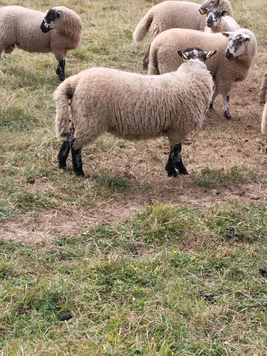 Lambs - Image 3