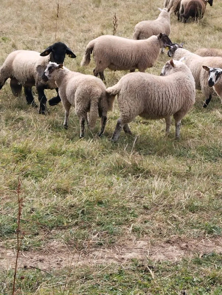 Lambs - Image 4