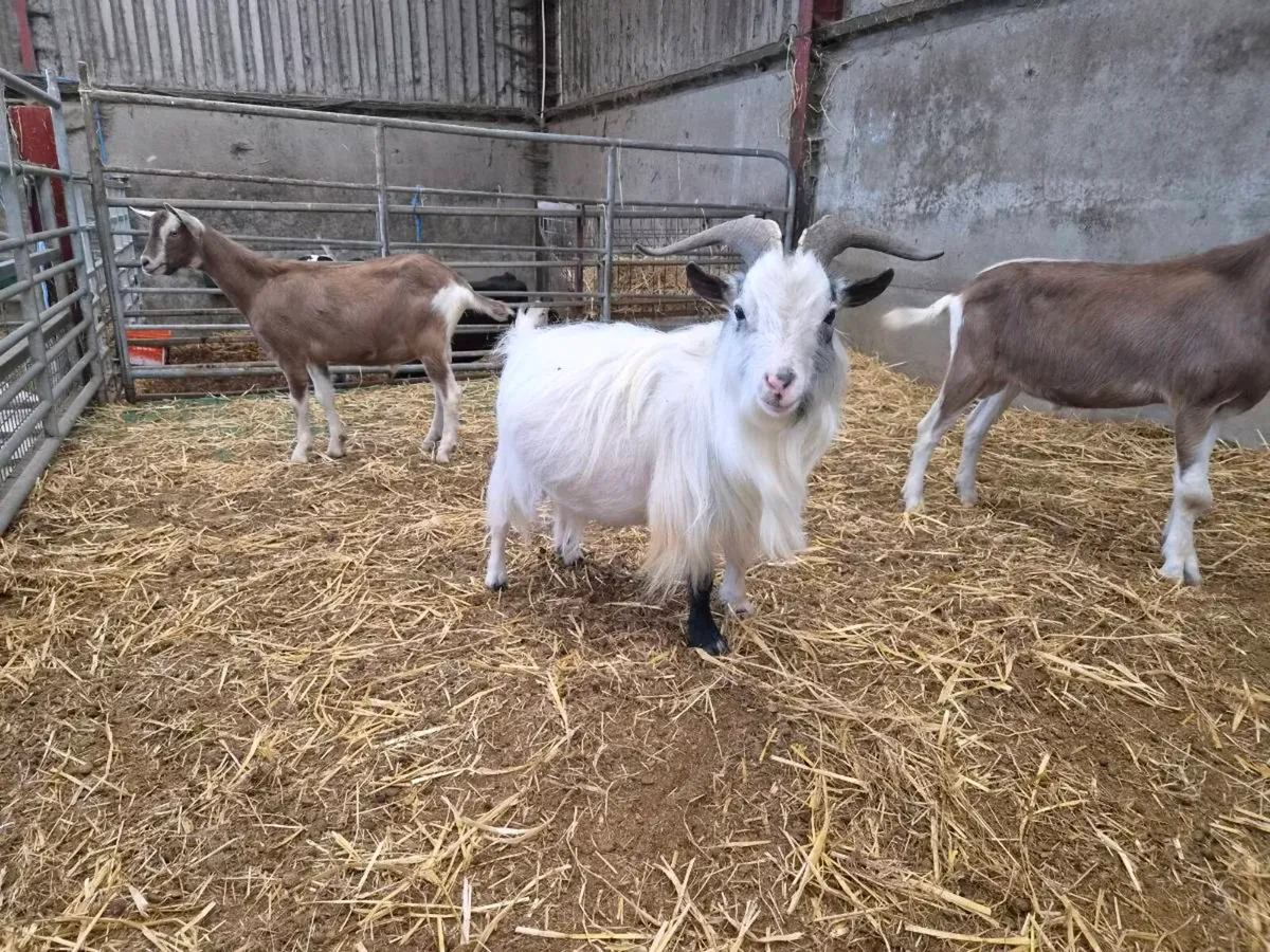 Goats - Image 1