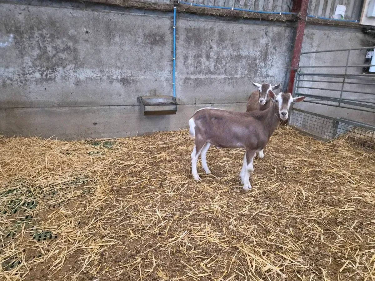 Goats - Image 3