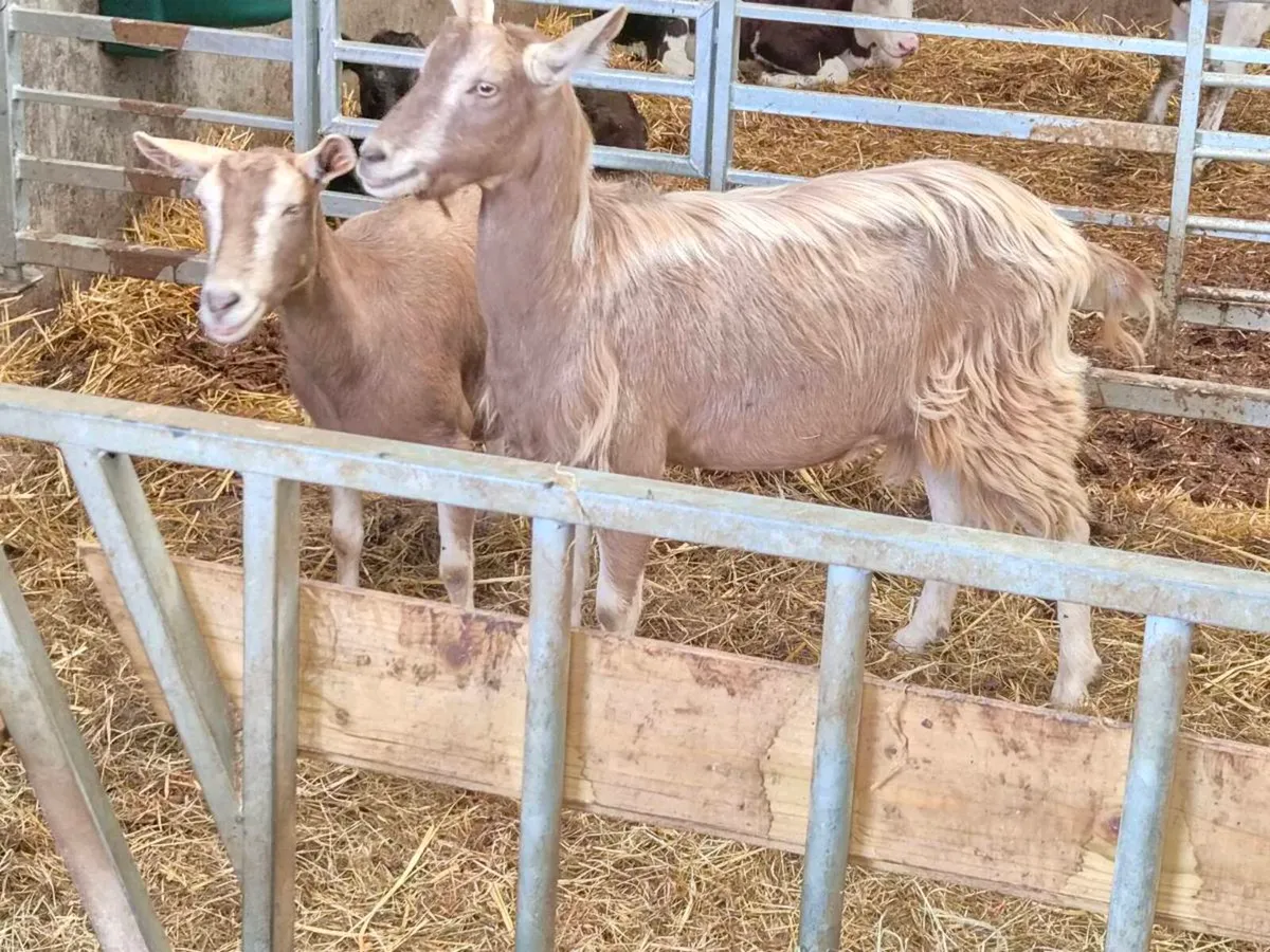 Goats - Image 2