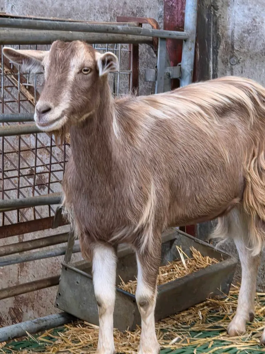 Goats - Image 4
