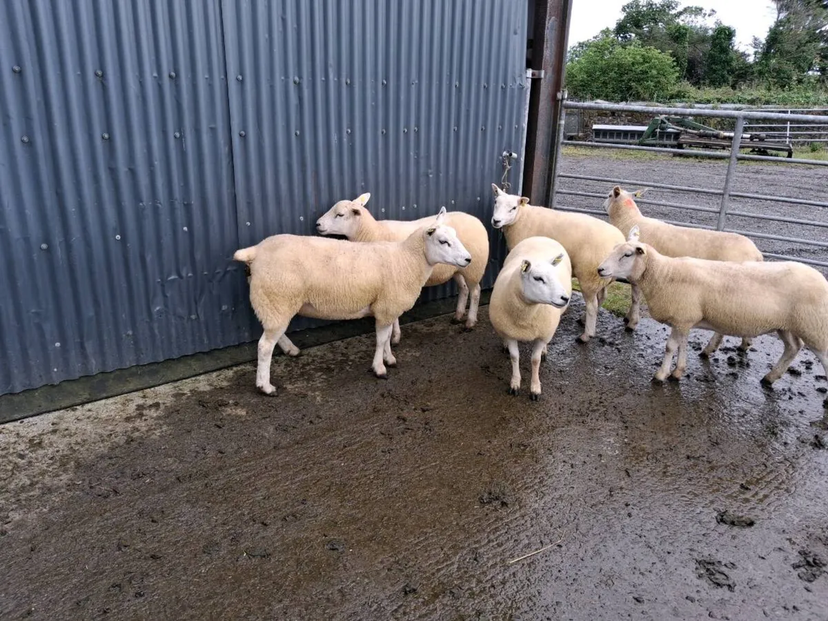 Hoggets For Sale - Image 3
