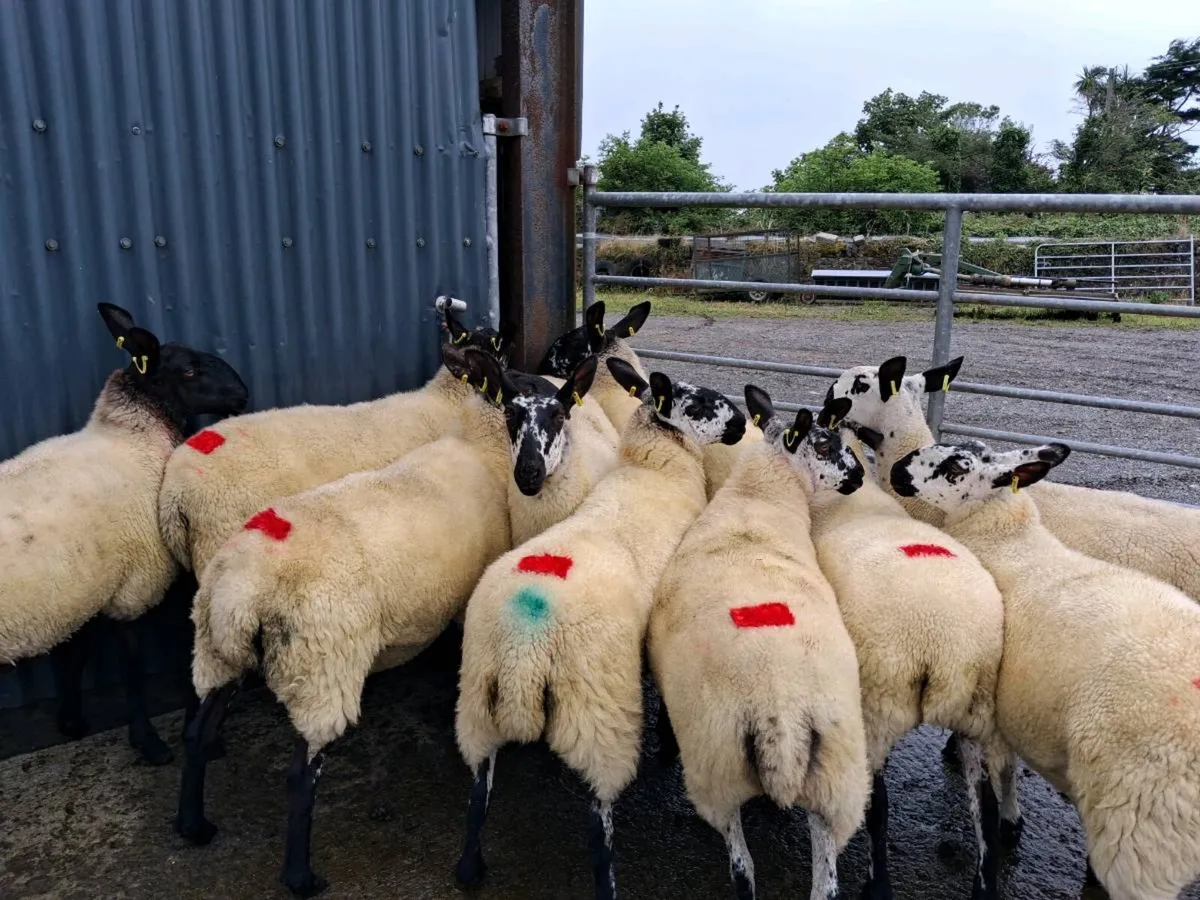 Hoggets For Sale - Image 4