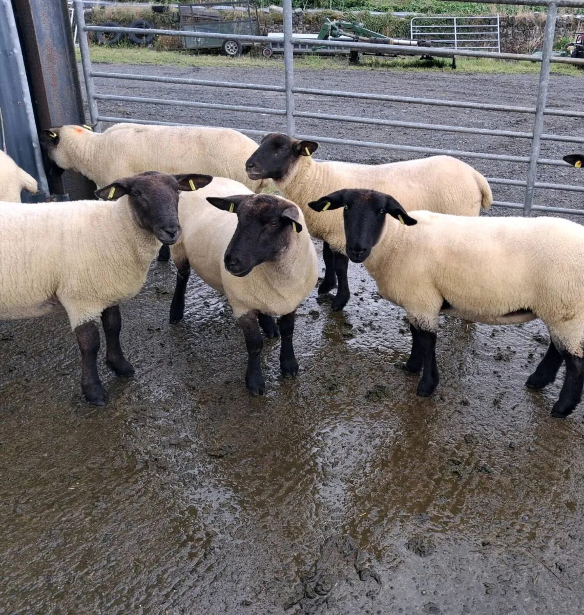 Hoggets For Sale - Image 2