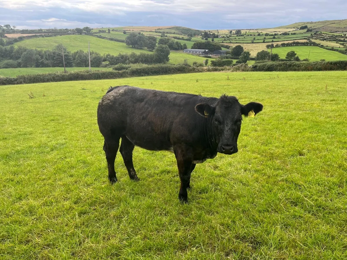 Heifers - Image 2