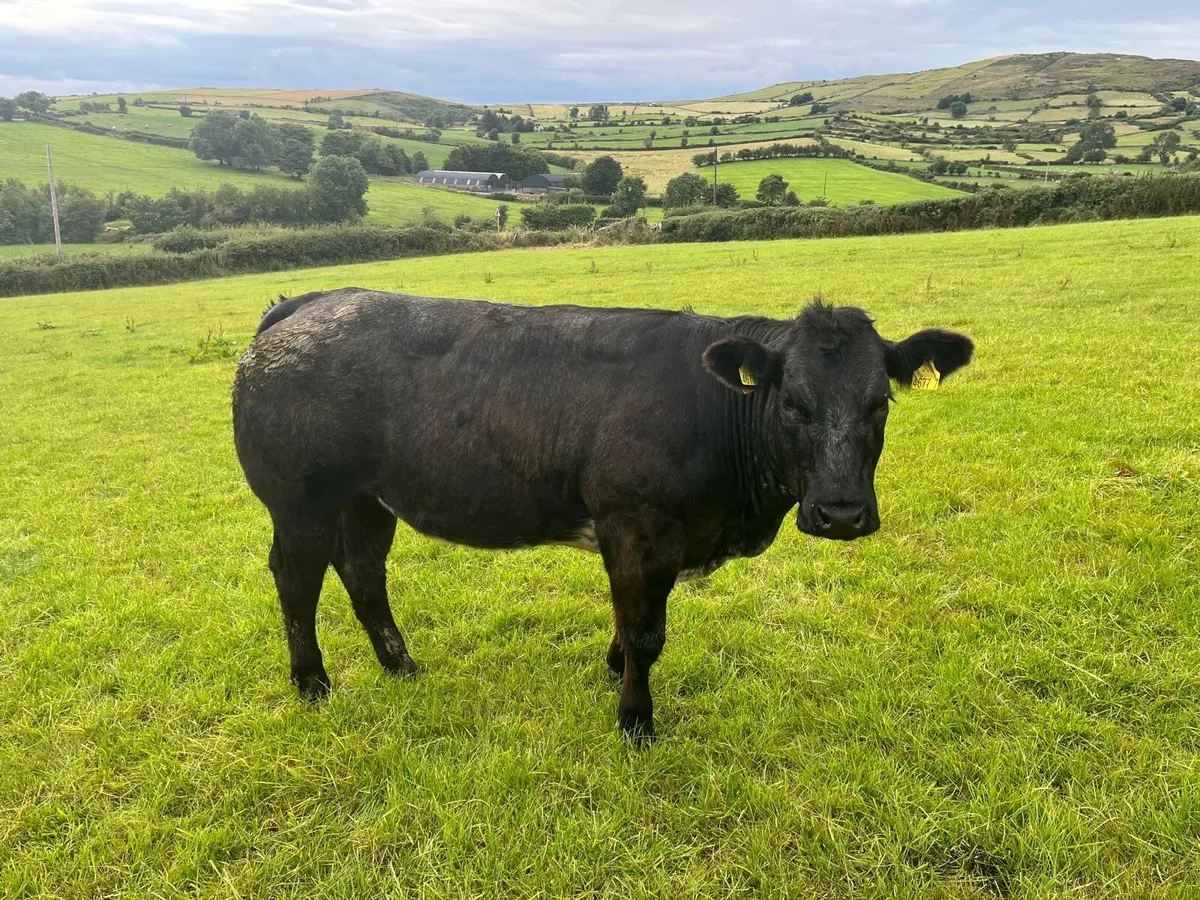 Heifers - Image 3