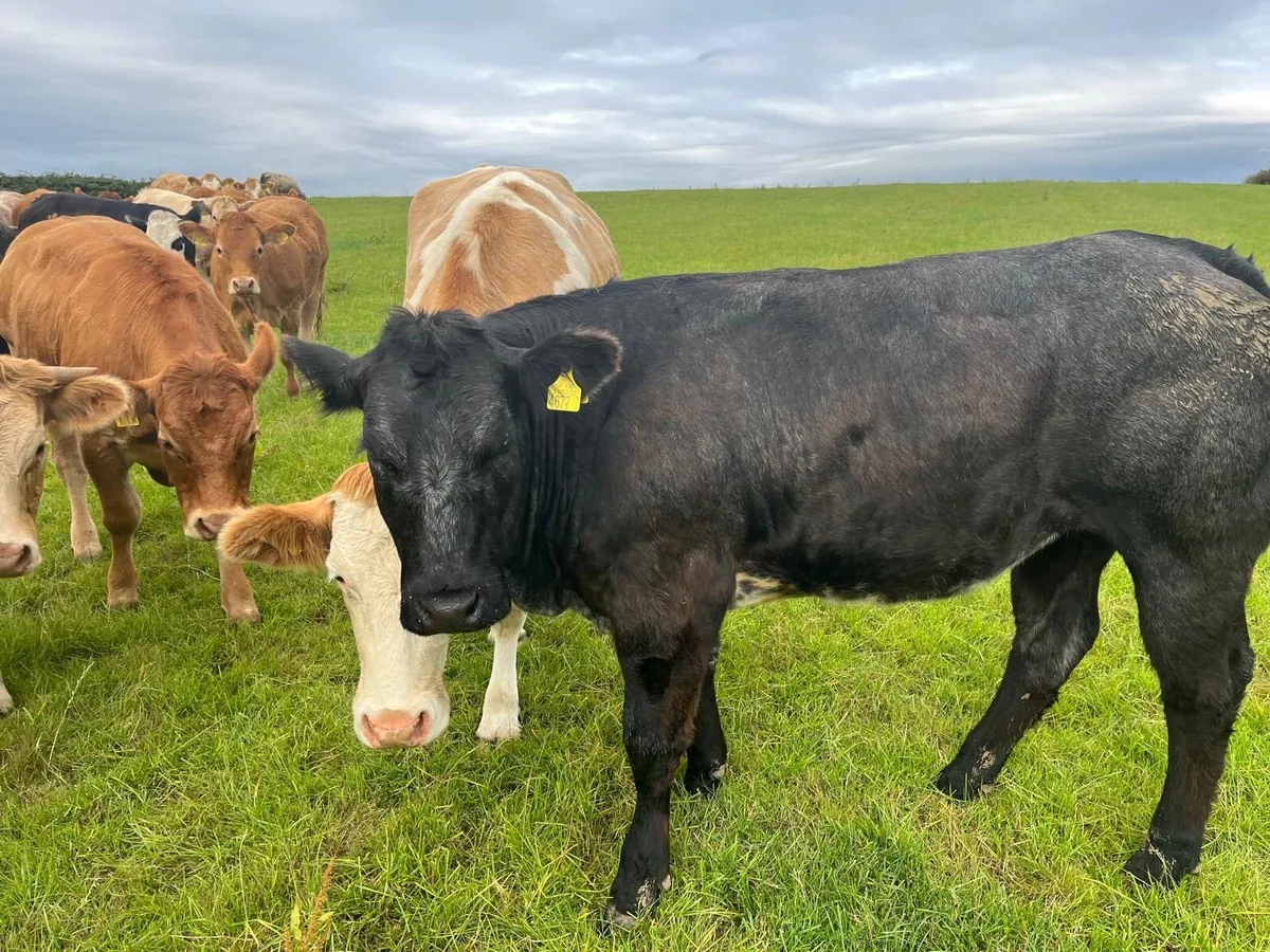 Heifers - Image 4