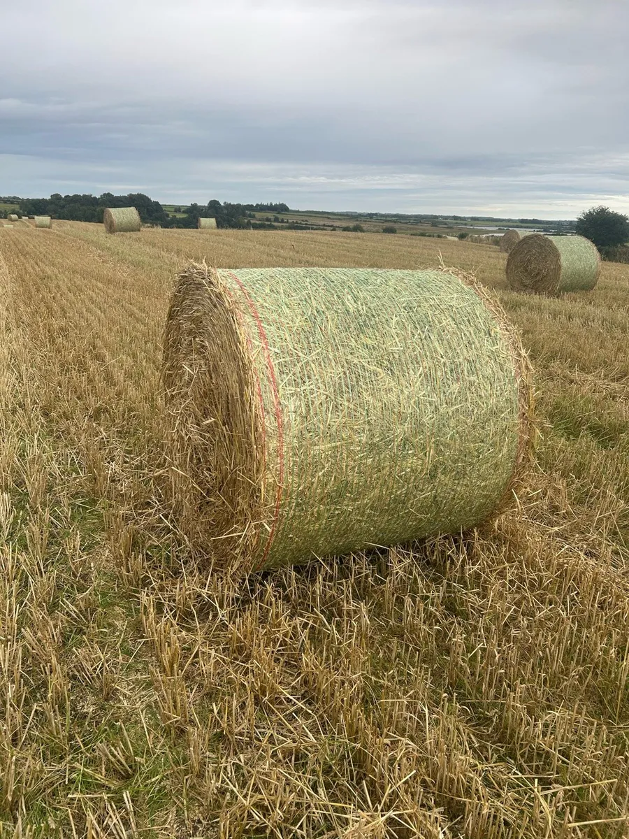 Wheaten straw - Image 2