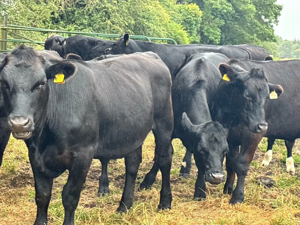 15 Angus and Hereford bullocks for sale - Image 2