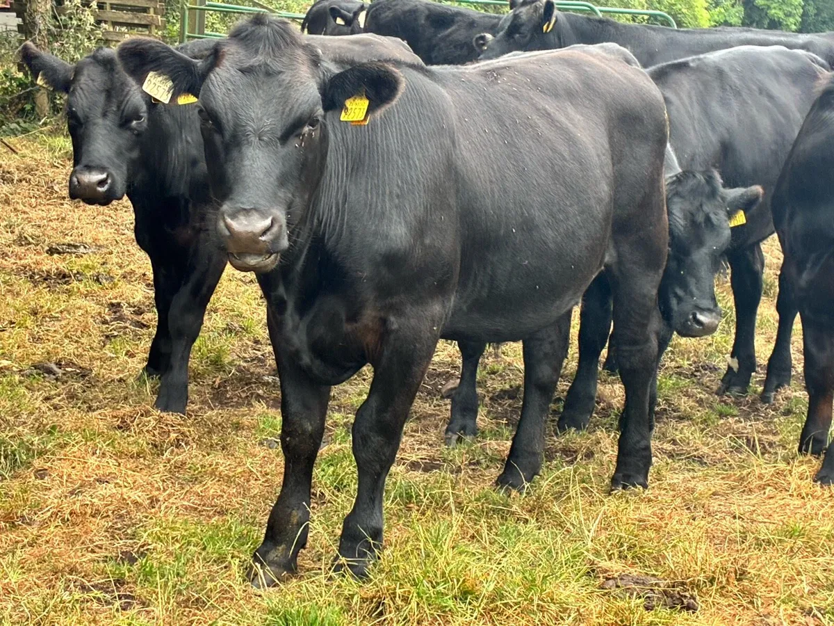 15 Angus and Hereford bullocks for sale - Image 3