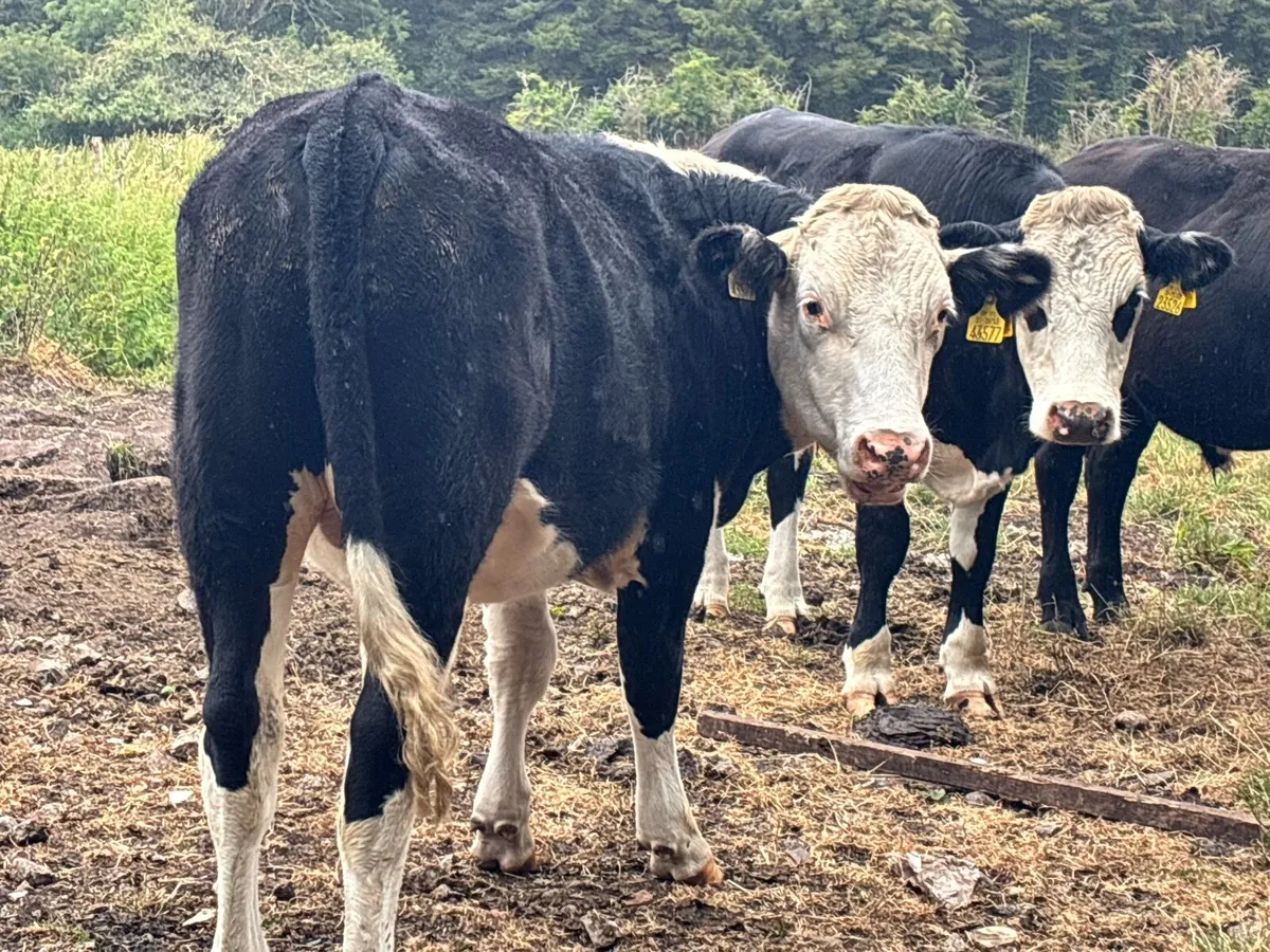 15 Angus and Hereford bullocks for sale - Image 4