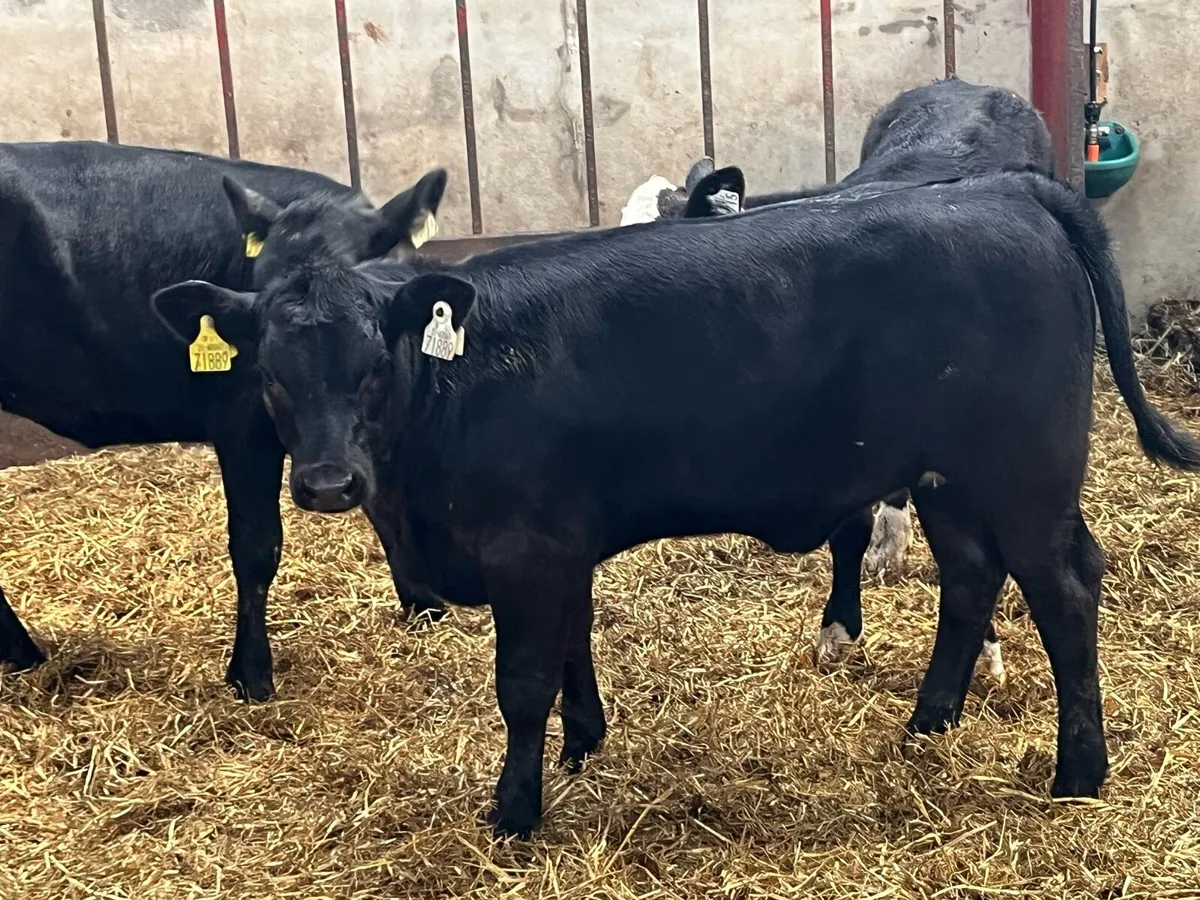 Super 200Kg AA & HE Heifer Weanlings - Image 1