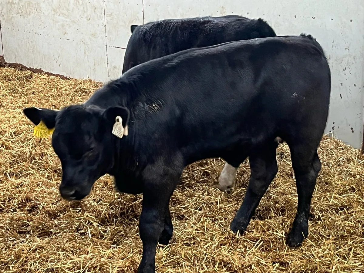 Super 200Kg AA & HE Heifer Weanlings - Image 3