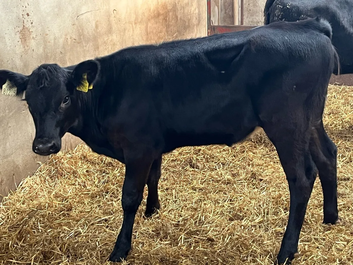 Super 200Kg AA & HE Heifer Weanlings - Image 4