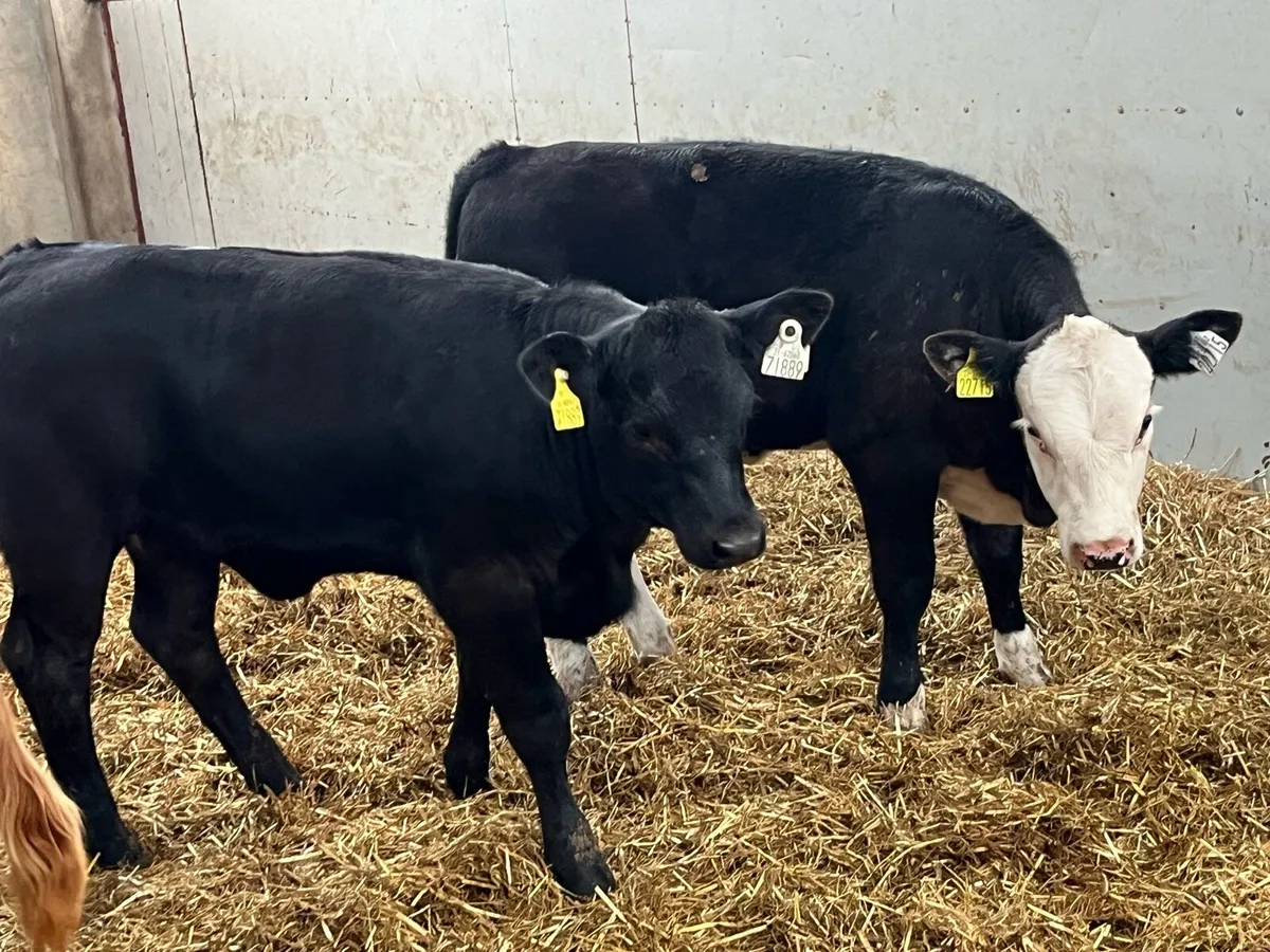 Super 200Kg AA & HE Heifer Weanlings - Image 2
