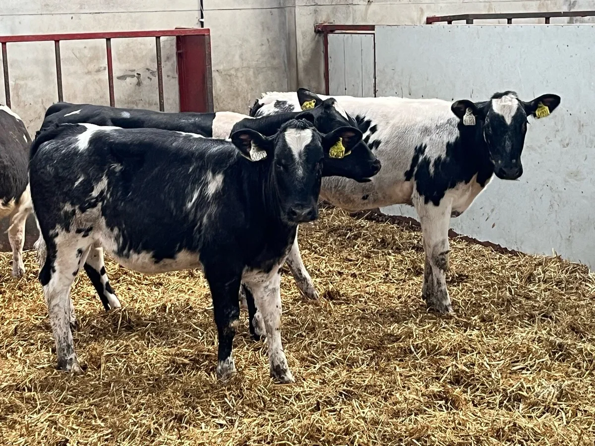 Super Belgian Blue Heifer Weanlings - Image 1