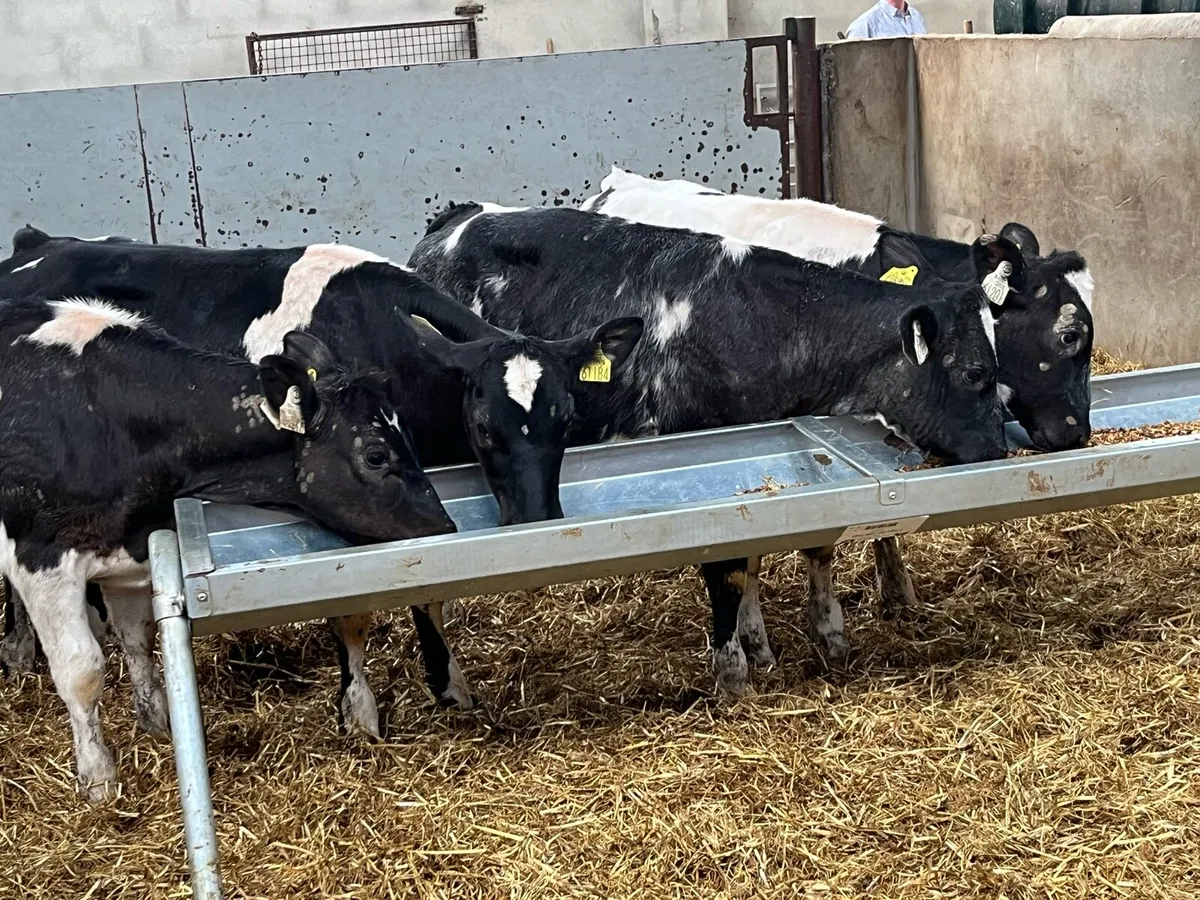 Super Belgian Blue Heifer Weanlings - Image 2