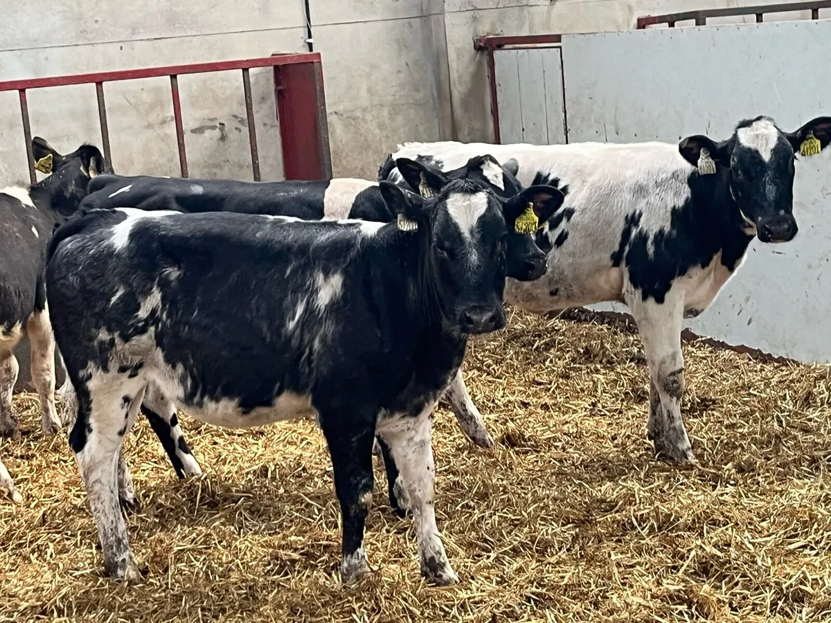 Super Belgian Blue Heifer Weanlings - Image 3