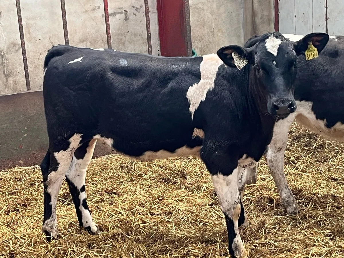Super Belgian Blue Heifer Weanlings - Image 4
