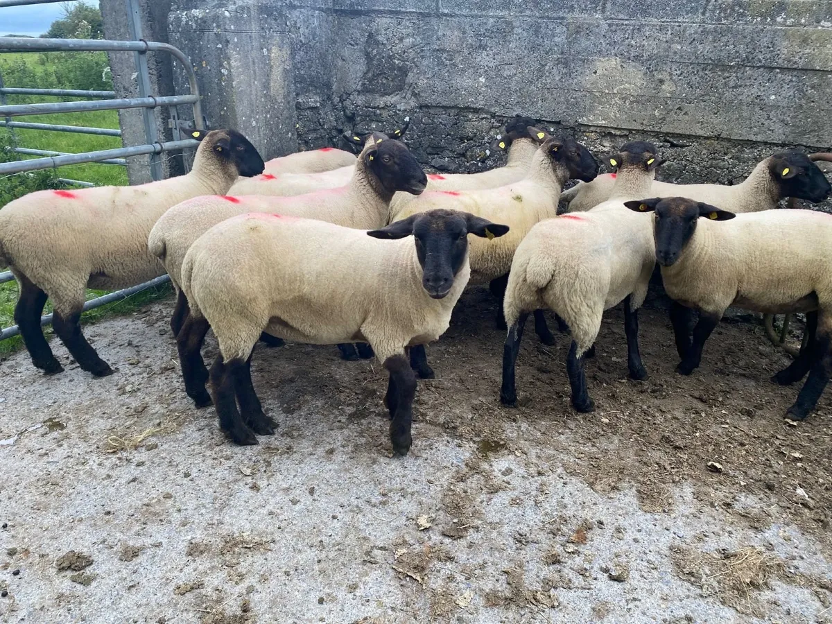 Ewe Hoggets - Image 2