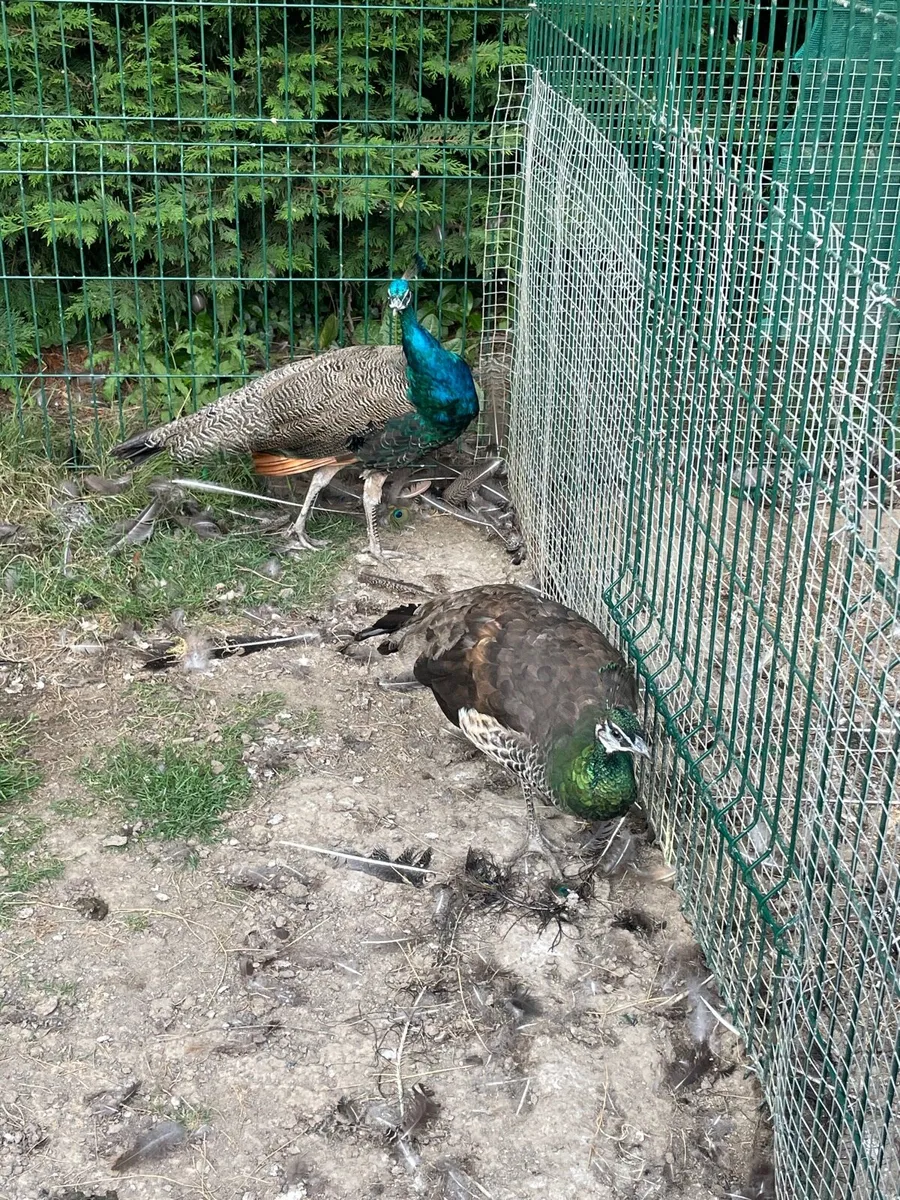 Peacock