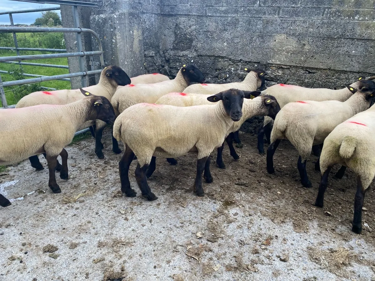 Ewe Hoggets - Image 1
