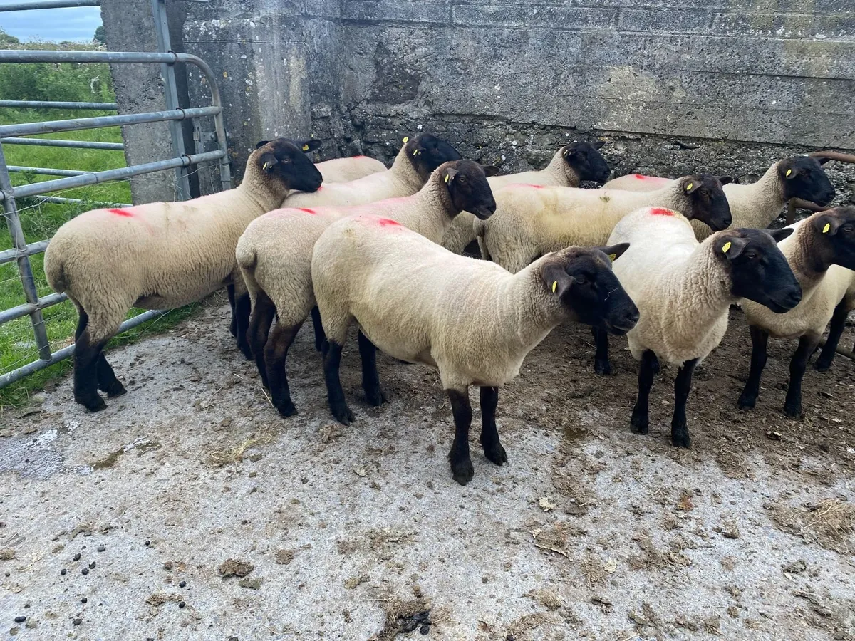 Ewe Hoggets - Image 3