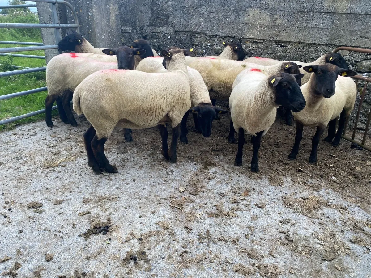 Ewe Hoggets - Image 4