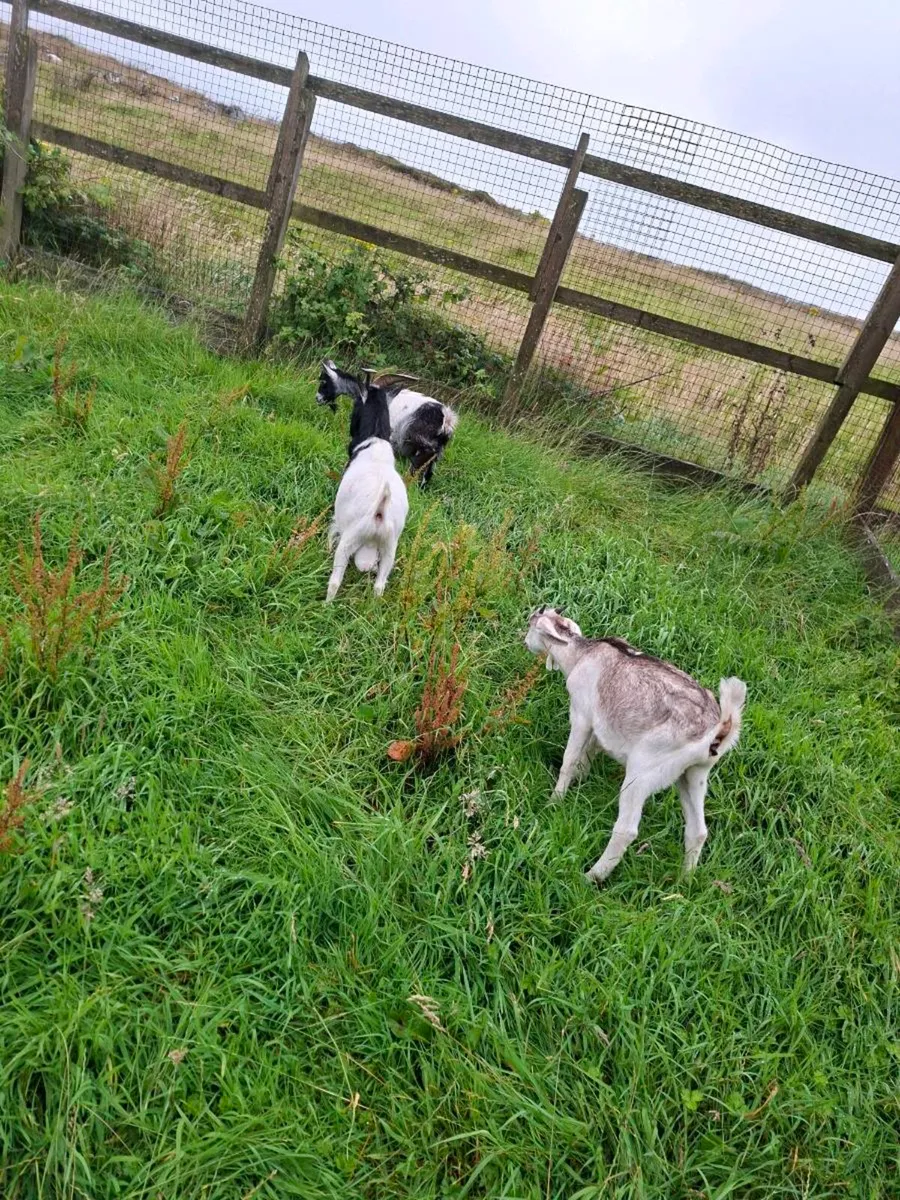 3 pygmy goats 2 female.350euro the lot - Image 3